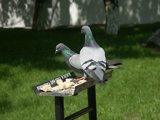 Image showing A feeding-rack