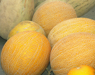 Image showing Muskmelons on a counter