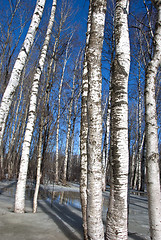 Image showing background birch tree forest snow defrost spring 