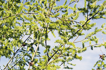 Image showing willow tree branches cover with leaves in spring 