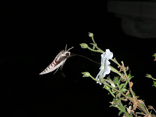 Image showing A hummingbirdlike butterfly