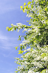 Image showing bird cherry bush blooming in spring on blue sky 