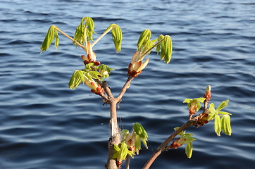 Image showing conker tree branches grow in spring ripple water 