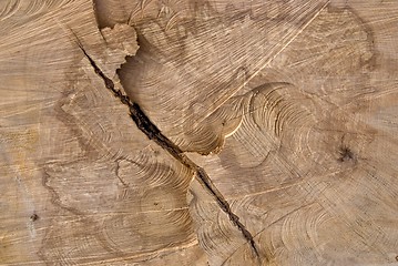 Image showing Truncated wood trunk section. 