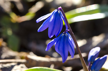 Image showing blue flower snowflake blooms in early spring macro 