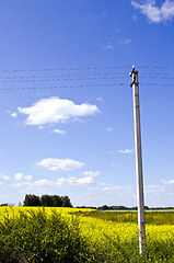Image showing background of rapeseed field and electricity pole 