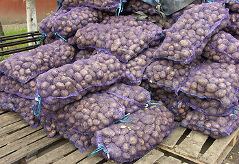 Image showing Potatoes harvest