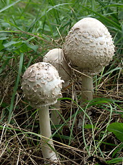 Image showing Umbrella mushrooms