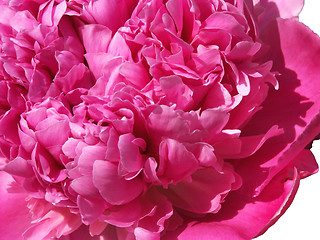 Image showing Fragrant peony