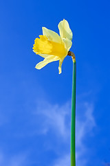 Image showing Narcissus yellow flower