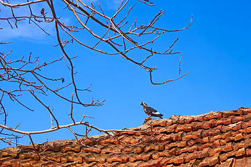 Image showing Dove standing on an old tiled roof