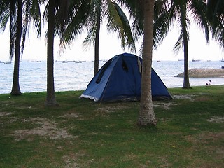 Image showing Tents Among Coconut Trees