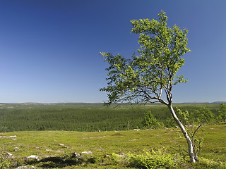 Image showing Lonely tree 