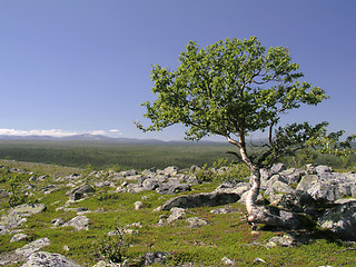Image showing Mountain Tree