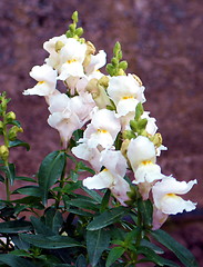 Image showing Flowers white