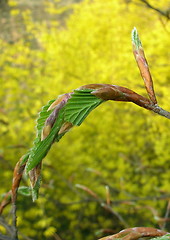 Image showing Young leaves on yellow