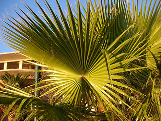 Image showing A palm tree fan