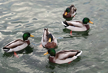 Image showing Ducks