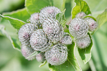 Image showing Burdock 