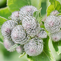 Image showing Burdock 