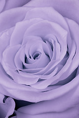 Image showing violet rose close up