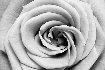 Image showing white rose