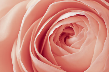Image showing pink rose macro