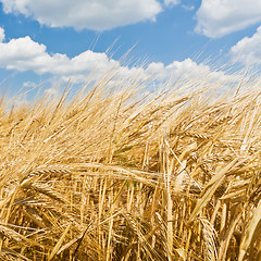 Image showing agriculture landscape