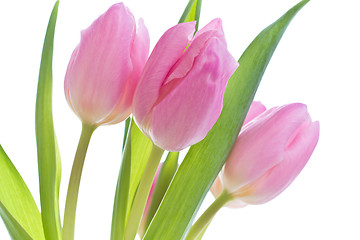 Image showing pink tulips