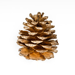 Image showing pine cone