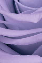 Image showing violet rose close up