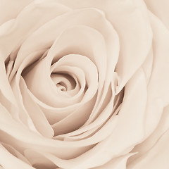 Image showing white rose close up