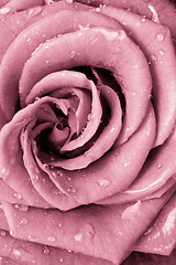 Image showing pink rose