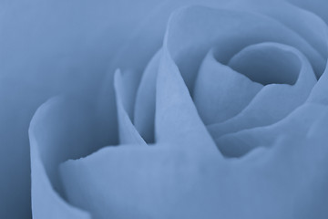 Image showing blue rose macro