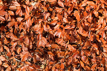 Image showing brown leaves texture  for background use