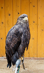 Image showing Big Sea Eagle Haliaeetus albicill