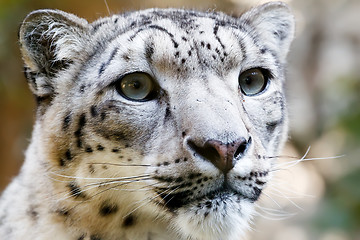 Image showing Close up Portrait of Snow Leopard Irbis