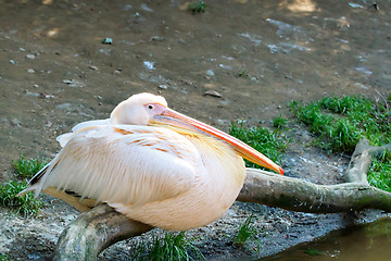 Image showing pelican (Pelicanus onocrotalus) posing in camera 