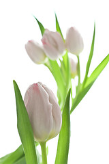 Image showing tulips