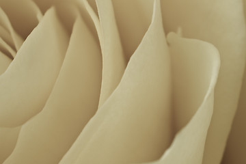 Image showing white rose macro