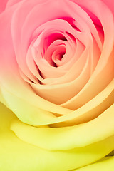 Image showing multicolor rose