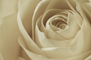 Image showing white rose macro