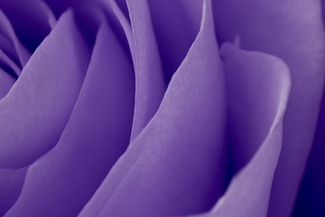 Image showing violet rose macro