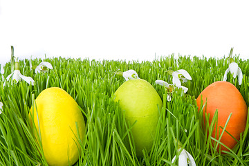 Image showing easter eggs in grass