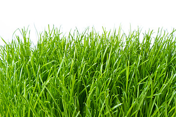 Image showing green grass