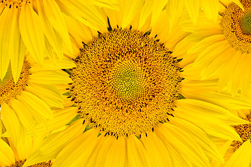 Image showing background made of beautiful sunflowers