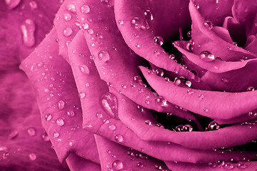 Image showing pink rose