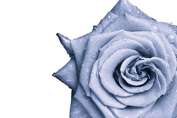 Image showing blue rose