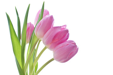 Image showing pink tulips