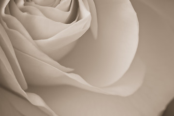 Image showing white rose macro